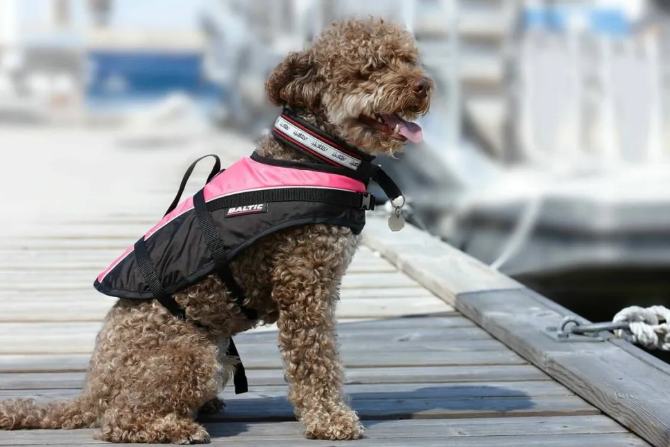 Baltic Pet Aid Mascot Uv-yellow, Black