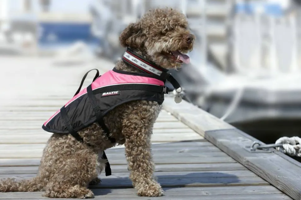 Baltic Pet Aid Mascot Uv-yellow, Black